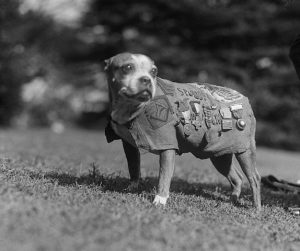 Sergeant_Stubby_1-300x251.jpg