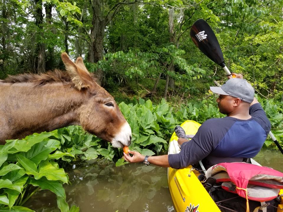 Stallings-Island-Donkey.jpg