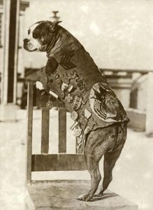 Sergeant_Stubby_2-219x300.jpg